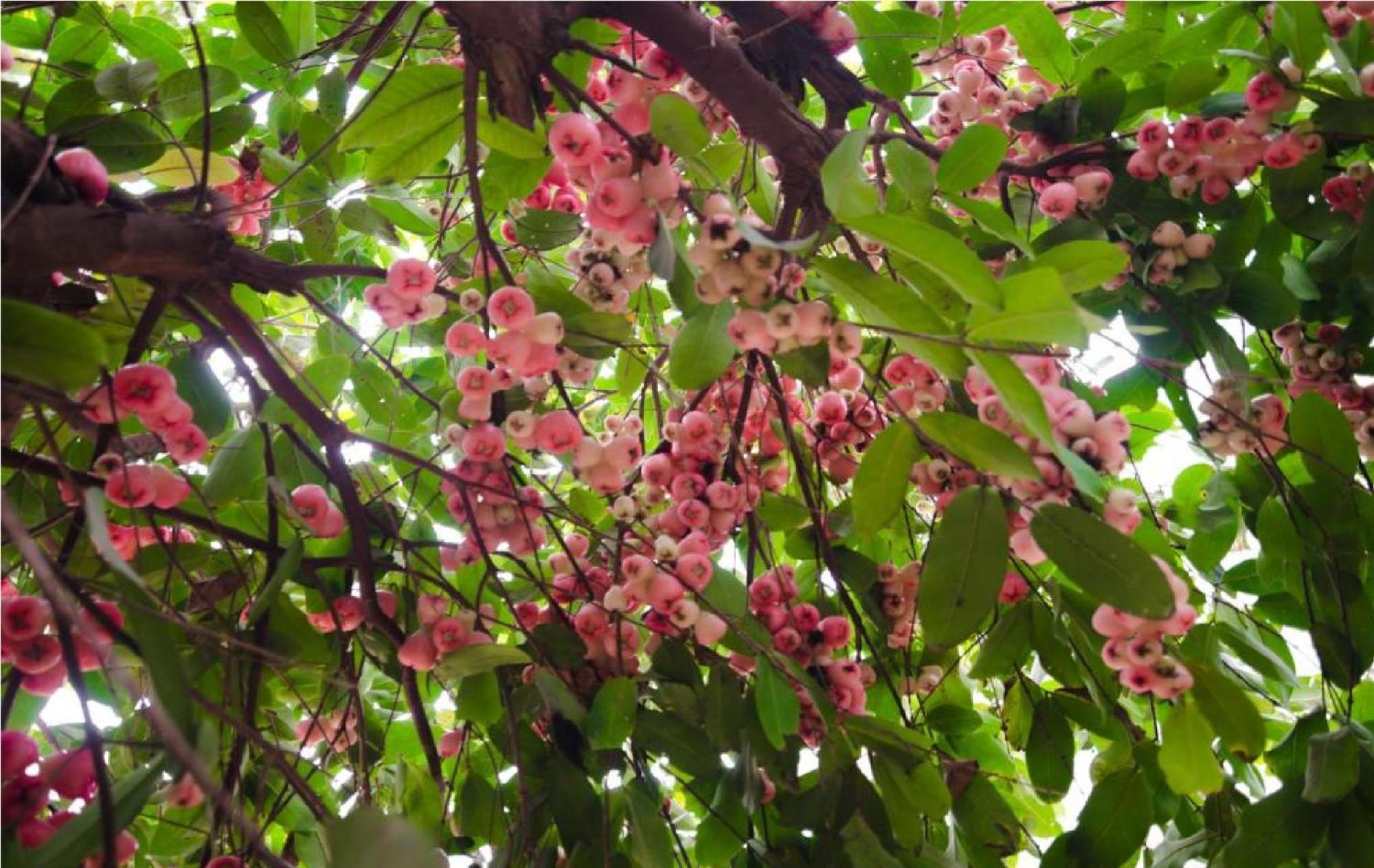 Riverside Plum Garden Villa هوي ان المظهر الخارجي الصورة