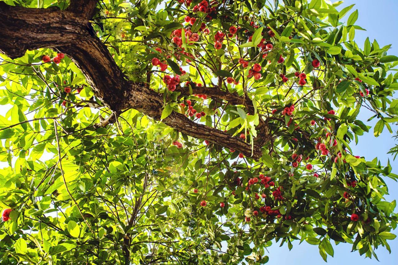 Riverside Plum Garden Villa هوي ان المظهر الخارجي الصورة