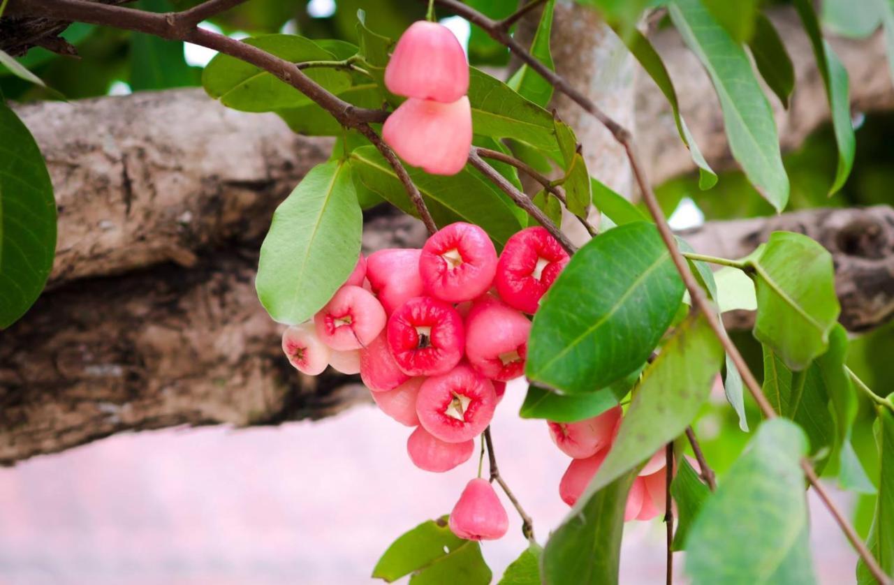 Riverside Plum Garden Villa هوي ان المظهر الخارجي الصورة